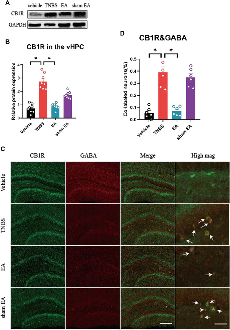 EA reversed over-expression of CB1R and decreased the percentage of CB1R-expressed GABAergic neurons in the vHPC of IBD mice. (A) Representative immunoblots of CB1R and GAPDH protein expression in the vHPC. (B) Densitometric analysis of CB1R protein normalized to the loading control. (C) Immunofluorescence images showed CB1R (green) co-expressed with GABA (red) in the vHPC. (D) Percentage of CB1R-expressed neurons co-labeled with GABA, which is (CB1R and GABA co-labeled neurons /total GABA neurons) *100%. Scale bar for merge images, 100 μm. Scale bar for high magnification images (high mag), 20 μm. The data are expressed as mean ± SEM (n = 9 mice). *represents p < 0.05 between marked groups.
