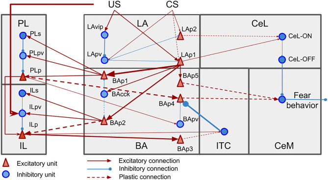 Neural units and connection pathways of the model. The width of the connections is roughly proportional to the connection weights at the beginning of the simulations.