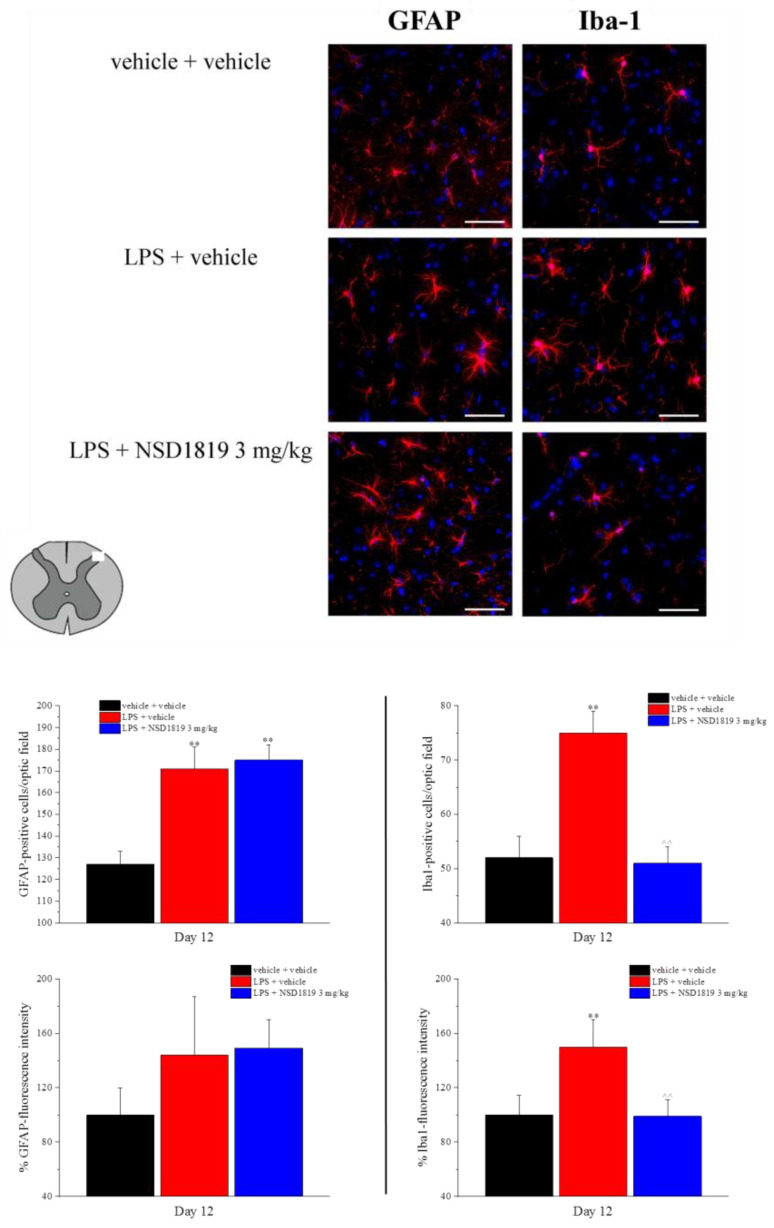 Effect of NSD1819 on LPS-induced glia cell activation in the dorsal horn of the lumbar spinal cord (L4–L5). LPS (1 mg/kg) was intraperitoneally injected for five consecutive days (from 1 to 5). NSD1819 was suspended in 1% carboxymethylcellulose sodium salt (CMC) and daily orally administered, starting from day 1 until the end of the experiment. Control animals were treated with vehicles. At the end of the behavioral experiments and 16 h after the last administration of the compound, animals were sacrificed, and the lumbar spinal cord was collected. GFAP and Iba-1 antibodies were used as marker for astrocytes and microglia, respectively. Representative images of merged GFAP-or Iba-1-labeled cells (red), plus DAPI-labeled cell nuclei (blue) at 40× magnification are shown (scale bar = 50 μm). Histograms show the quantitative analysis of GFAP and Iba-1 fluorescence intensity and the number of GFAP- and Iba-1 positive cells/optic field. Data are expressed as the mean ± S.E.M. of values from 8 mice analyzed in 2 different experimental sets. ** p < 0.01 vs. vehicle + vehicle; ^^ p < 0.01 vs. LPS + vehicle.
