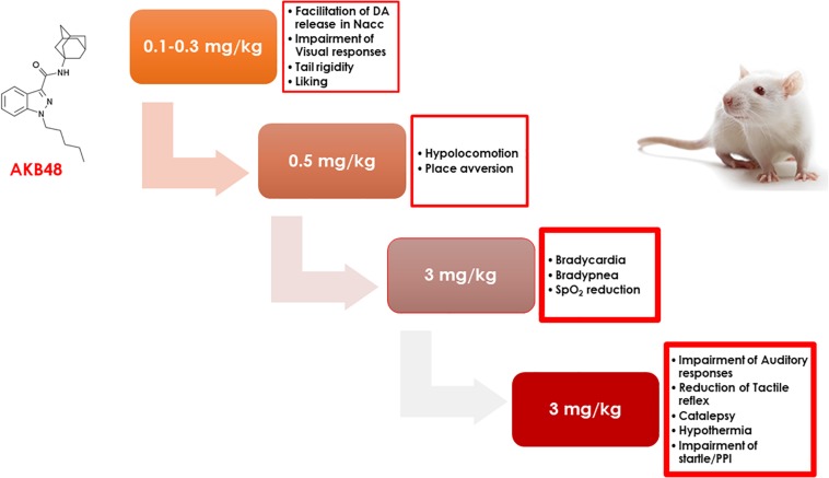 The scheme represents the progressive appearance of pharmacological and behavioral effects in rat as a function of the dose of AKB48 (0.1–3 mg/kg, i.p.) administered.