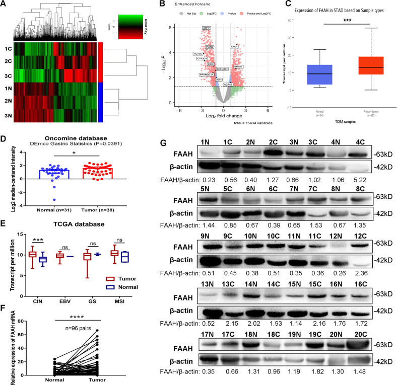 FAAH is highly expressed in GC tissues.A Clustered heatmap. Each row represents a tissue sample, and each column represents a coding gene. B Volcano plots. The red points on the right indicate the differentially upregulated genes with statistical significance while the red points on the left indicate the downregulated genes. Differential expression of FAAH in tissues from C TCGA database and D Oncomine database. E Differential expression analysis of FAAH in 4 GC subtypes (data from TCGA). F mRNA levels of FAAH in 96 pairs of GC tissues. G Protein levels of FAAH in 20 pairs of GC tissues. *p < 0.05, ***p < 0.001, ****p < 0.0001. N non-cancerous tissue, C cancerous tissue, CIN tumours with chromosomal instability, EBV tumours positive for Epstein-Barr virus, GS genetically stable tumours, MSI microsatellite unstable tumours.