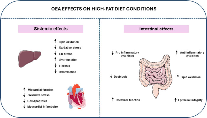 Systemic and intestinal effects of OEA. At a systemic level, OEA has beneficial effects on lipid metabolism, enhances cardiovascular function, and mitigates inflammation. Within the intestinal environment, OEA plays a crucial role in strengthening the integrity of the intestinal barrier, modulating microbiota composition, and regulating local inflammatory responses, all of which contribute to maintaining overall gut health.