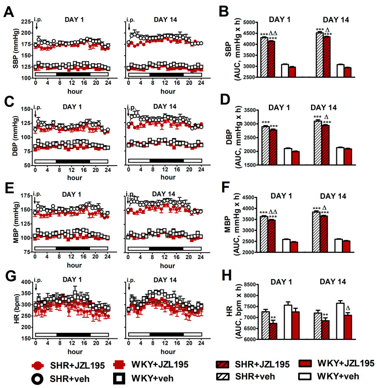 Influence of the 1st (DAY 1) and 14th (DAY 14) administration of JZL195 (10 mg/kg) or its vehicle on systolic blood pressure (SBP; (A,B)), diastolic blood pressure (DBP; (C,D)), mean blood pressure (MBP; (E,F)) and heart rate (HR; (G,H)) in spontaneously hypertensive rats (SHR) and normotensive Wistar Kyoto rats (WKY) during 24 h after i.p. injection. Parameters were measured continuously by radiotelemetry in unrestrained rats and averaged to give hourly values. The white and black bars at the bottom of the graphs represent light and dark periods of the day, respectively. Data are expressed as the means ± SEM of the hourly values (A,C,E,G) or area under the curve (AUC; B,D,F,H) of 5–6 rats per group; ** p < 0.01; *** p < 0.001 vs. normotensive control (WKY + veh); in (A,C,E) all values of BP in SHR were higher than their respective values in WKY with p < 0.001 (for the sake of clarity, we have not marked the respective significance); Δ p < 0.05; ΔΔ p < 0.01 vs. respective vehicle group.