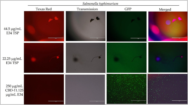 Immunofluorescence analysis of S. Typhimurium (ST) at higher concentrations of E34 TSP; 44.5 μg/ml E34 TSP, 22.25 μg/ml E34 TSP, and the combination treatment of 250 μg/ml CBD extract +11.125 μg/ml E34 TSP. As shown in all panels, treatment at higher concentrations killed the S. Typhimurium. However, bacteria seemed to survive the combination treatment of CBD extract and E34 TSP especially at the higher concentration of 250 μg/ml CBD extract.