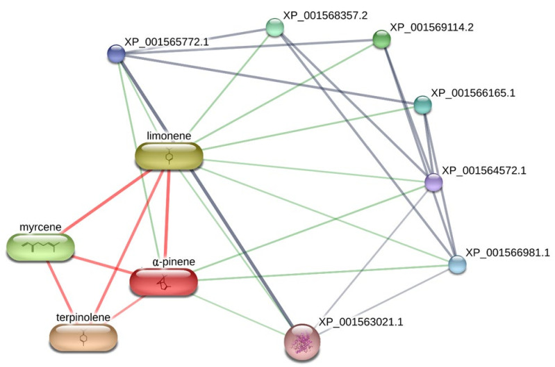Network pharmacology analysis underlying the theoretical interactions between essential oil phytochemicals, namely α-pinene, myrcene, terpinolene, limonene and leishmanial target proteins. Specifically, the bioinformatics platform showed the prominent position of lanosterol-14α-demethylase (XP_001563021.1), in the scenario of the predicted interactions, namely with α-pinene and limonene. With the only exclusion of XP_001569114.2 (methionine synthase reductase), the other predicted proteins are cytochrome p450-like proteins.