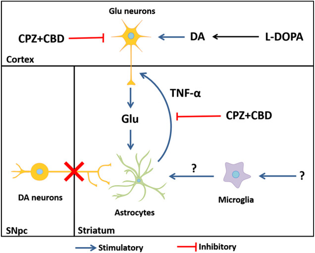 Hypothetical mechanisms through which astrocytes, glutamate, and TNF-α might contribute to LID onset and perpetuation. The dyskinesiogenic treatment with L-DOPA causes the stimulation of corticostriatal inputs, elevating glutamate levels at corticostriatal synapses. The elevation of glutamate elicits an inflammatory-type response in astrocytes. Reactive astrocytes release the pro-inflammatory cytokine TNF-α, which is capable of further enhancing the release of glutamate by cortical neurons in a self-reinforcing manner, thus creating a vicious circle that contributes to LID perpetuation. Note that glutamate might be also released by activated microglial cells through the activation of the Xc− antiporter system (Farber and Kettenmann, 2005). The elevation of striatal IL1-β levels in dyskinetic mice appears unrelated to glutamate release. DA: dopamine; Glu: glutamate; SNpc: substantia nigra pars compacta.