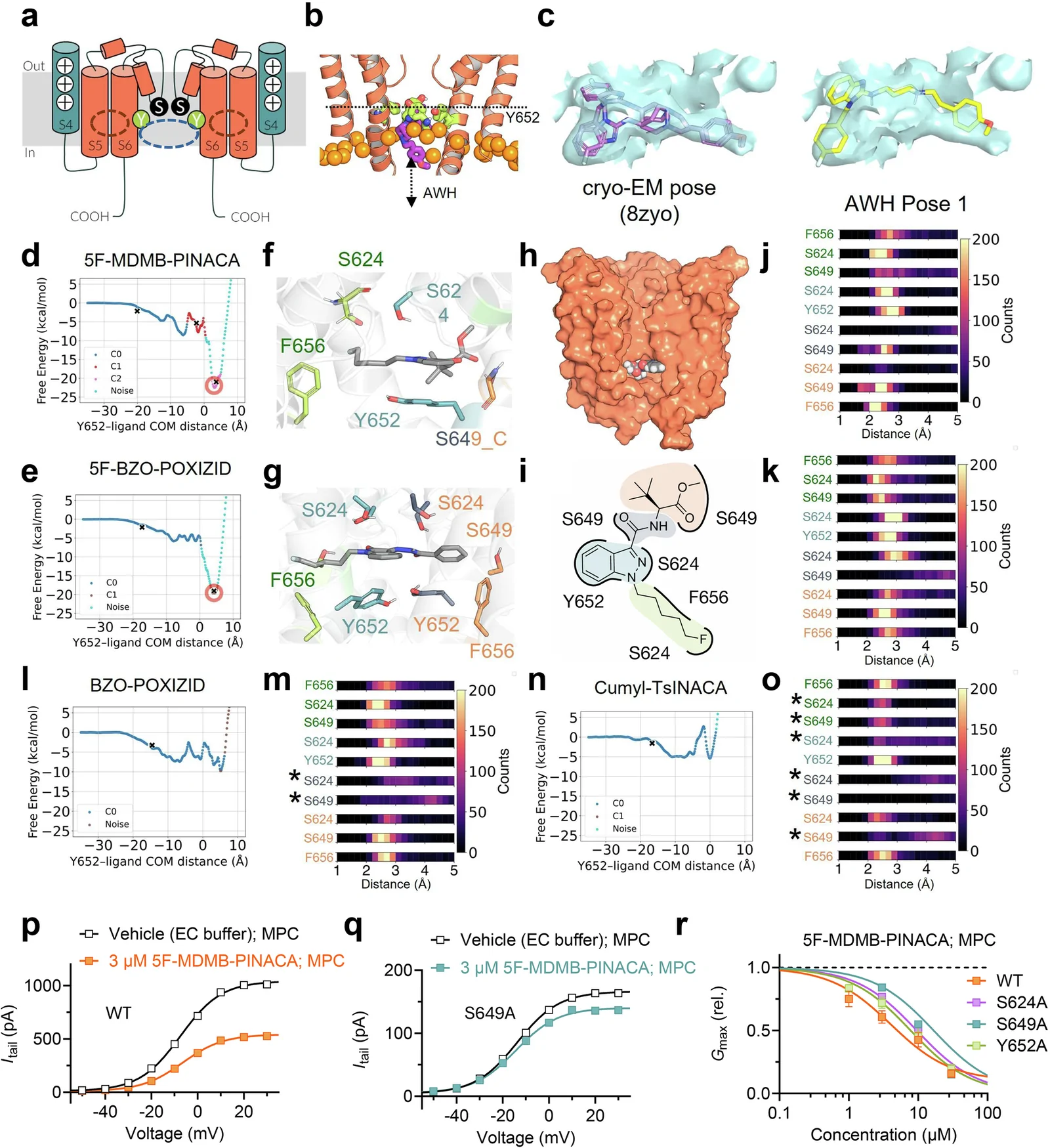Accelerated weighted histogram simulations provide insight into SCRA binding poses.a Simplified schematic illustration of hERG (side view) indicating the central ion-conducting pathway delineated by the selectivity filter, S624 (denoted S), and Y652 (denoted Y) in the central cavity. Pore domain regions are in orange and the voltage-sensor S4 in teal. The central cavity site is indicated in dashed blue and the lateral side pocket site in dashed dark orange. b Structural representation of the path for astemizole (purple) to sample along the z-axis of hERG (orange) with respect to Y652 (green). c Electron density map obtained from EMD-60574 (cyan) overlayed on the cryo-EM structure of astemizole (purple), compared to the pose obtained from the minima by AWH (yellow). d Free energy landscape of the hERG inhibitor 5F-MDMB-PINACA sampling along the z-axis with respect to Y652, starting from the pose based on astemizole. A red circle and a cross mark the minima of the landscape. Different colours indicate different clusters extracted from DBSCAN with the epsilon = 0.2 with at least 10 frames in the cluster. e) Same as in d but for 5F-BZO-POXIZID. Snapshots of 5F-MDMB-PINACA (f) and 5F-BZO-POXIZID (g) from the cluster centre of the free energy minima. The C-atoms of the SCRA are coloured gray. Residues interacting with the SCRAs are coloured according to which building block they interact with, with the head group in orange, the linker in black, the core in blue and the tail in green (same colour coding as in Fig. 2). h A zoom-out picture of the SCRA binding site on the pore domain of hERG (shown as an orange surface). 5F-MDMB-PINACA is shown as a black sphere with CPK colouring for the elements. i Schematic representation of SCRAs in the binding pocket (here illustrated for 5F-MDMB-PINACA), forming interactions with residues on hERG subunits. Distribution of minimum distance analysis from 1000 structures at the minima performed between each residue in four hERG subunits and the four building blocks of the SCRAs for 5F-MDMB-PINACA (j) and 5F-BZO-POXIZID (k). Residue labels on the left side are colour-coded according to the building block they contact (same colours as in f, g). The number of contacts each interaction is shown on the colour bar on the right side. The bin size of the histogram is 20. l, m Same as in (d, j) but for the non-inhibitor BZO-POXIZID. n, o Same as in panels d and j but for the non-inhibitor Cumyl-TsINACA. The asterisks mark residues with no contact. Representative effect of 3 µM 5F-MDMB-PINACA on hERG wild type (WT) (p, stable cell line) or hERG S649A (q, transient cell line) recorded using MPC. Current traces and representative effects on S624A and Y652A are shown in Fig. S2b, e. r Concentration-response relationship for the Gmax (rel) effect of 5F-MDMB-PINACA on hERG WT (orange), S624A (purple), S649A (teal), and Y652A (green), collected using MPC. Best fits for Gmax (rel) yielded IC50 values of 4.0 µM (95% CI = 2.2–6.8 µM; n = 14–24) for WT, 9.6 µM (95% CI = 7.6–11.2 µM; n = 4–5) for S624A, 16.7 µM (95% CI = 4.7–19.0 µM; n = 4–6) for S649A and 7.8 µM (95% CI = 4.4–10.0 µM; n = 9–14) for Y652A. The IC50 values were not significantly different (P > 0.05) using the Extra sum-of-squares F-test.