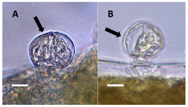 Perilla frutescens seedling leaf glandular trichomes (arrows) stained for nitrate. (A) Non-sterilized seedling glandular trichome (arrow) stained with acidified diphenylamine to show nitrate (blue-purple color) around bacteria (Bar = 10 µm). (B) Glandular trichome on seedling developed from surface-sterilized seeds, stained with acidified diphenylamine showing smaller size and absence of nitrate staining internally (Bar = 10 µm).