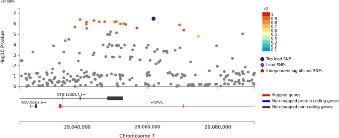 Association of stimulant dependence with SNPs located in the CPVL region in the combined African American and European ancestry discovery sample.SNPs are color-coded according to the correlation coefficient (r2) in the 1000 Genomes combined European and African reference panels with the top-ranked SNP, rs116441240. Rs116441240 was nearly genome-wide significant (P = 3.05 × 10−7) after meta-analysis with the replication sample.
