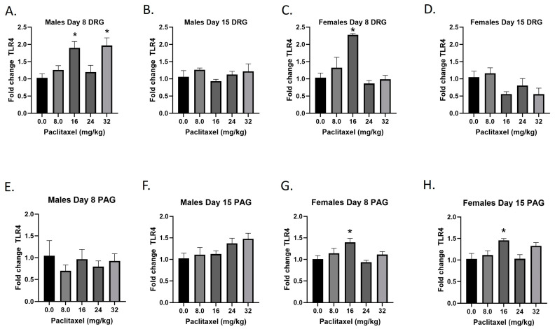 Paclitaxel increases expression of Tlr4 in DRG (A–D) and PAG (E–H) in male and female C57Bl/6 mice. Mice are treated with vehicle or increasing doses of paclitaxel on Days 1, 3, 5, and 7 in a between-subjects design (n = 3–5/group). Mice are euthanized on Day 8 or 15 and tissues are harvested for RT-PCR analysis. One-way ANOVAs with Dunnett’s multiple comparison tests; * = p < 0.05 as compared to vehicle control.