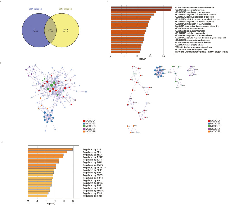 Screening of potential targets of CBD based on the target gene enrichment assay.a The Venn diagram identifies overlapping target genes affected in CRC after CBD treatment. b Hierarchy of 124 overlapping target genes acquired from the Venn analysis based on the p values of the Pathway and Process Enrichment Analysis. c Protein–protein interaction network and identified MCODE components. d List of most affected genes identified by the TRRUST database.