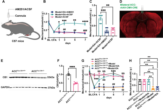 CB1R in ACC was necessary in the analgesic effect of electroacupuncture. (A) Schematic injection of AM251 or ACSF (300 μl) into ACC through cannula. (B) The mechanical threshold after EA was determined after injection of AM251 into ACC. Injection of AM251 in ACC reverses EA-mediated analgesia. (Two-way ANOVA with Bonferroni test, F (10, 120) = 6.04, P < 0.0001. N = 8, 10, 9 for Model + EA + ACSF, Model + EA + AM251 and Model + ACSF group. *, **, ***, **** vs. Model + EA + AM251 group. #, ##, ### vs. Model + ACSF group). (C) Statistical graph showing mechanical threshold determination on day 7 of EA after AM251 injection into ACC. Injection of AM251 in ACC reversed the effects of EA-mediated analgesia at day 7. Model + EA + ACSF: 0.85 ± 0.07, Model + EA + AM251: 0.26 ± 0.04 and Model + ACSF group: 0.32 ± 0.04. (One-way ANOVA with Bonferroni test, F (2, 24) = 39.2, P < 0.0001. N = 8, 10, 9 for Model + EA + ACSF, Model + EA + AM251 and Model + ACSF group. **, *** vs. Model + ACSF and Model + EA + AM251 group, respectively). (D) Immunofluorescence images showed the CB1R expression after bilateral ACC injection with rAAV-CMV-CRE knockout CB1R. (E) Representative gel image of CB1R protein levels in ACC after knockout. (F) Statistical diagram of relative expression level of CB1R protein in ACC of knockout mice. ACCFlox−CB1+/+ group: 1.0 ± 0.06, ACCFlox−CB1−/− group: 0.48 ± 0.03. (Independent-samples T test, t (10) = 7.68. N = 6 mice for each group. **** vs. ACCFlox−CB1+/+ group). (G) Mechanical threshold was used to determine the change of EA for 7 days after knocking down CB1R in ACC. Knockout of CB1R in ACC reverses the effects of EA-mediated analgesia. (Two-way ANOVA with Bonferroni test, F (20, 175) = 9.08, P < 0.0001. N = 8 for each group. ¥, ¥¥ ACCFlox−CB1+/+ + Model vs. ACCFlox−CB1+/+ + Model + EA group. #, ## ACCFlox−CB1−/− + Model + EA vs. ACC Flox−CB1+/+ + Model + EA group. *, **, *** ACC Flox−CB1−/− vs. ACC Flox−CB1+/+ + Model and ACC Flox−CB1−/− + Model + EA group, respectively. &&, &&& ACC Flox−CB1+/+ group vs. ACC Flox−CB1+/+ + Model and ACC Flox−CB1−/− + Model + EA group, respectively). (H) Mechanical threshold was determined in ACC-CB1R knockout mice on day 7 of EA. Knockout of CB1R in ACC reverses the effects of EA-mediated analgesia at day 7. ACC Flox−CB1−/− group: 0.9 ± 0.1, ACC Flox−CB1+/+ group: 0.9 ± 0.1, ACC Flox−CB1+/+ + Model + EA group: 0.85 ± 0.73, ACC Flox−CB1−/− + Model + EA group: 0.31 ± 0.44, ACC Flox−CB1+/+ + Model group: 0.25 ± 0.44. (One-way ANOVA with Bonferroni test, F (4, 35) = 18.84, P < 0.0001. N = 8 for each group. *, ** ACC Flox−CB1−/− + Model + EA group vs. ACC Flox−CB1+/+, ACC Flox−CB1−/− and ACC Flox−CB1+/+ + Model + EA group, respectively. ACC Flox−CB1+/+ + Model group vs. ACC Flox−CB1+/+, ACC Flox−CB1−/−, and ACC Flox−CB1+/+ + Model + EA group, respectively). Data are presented as mean ± SEM
