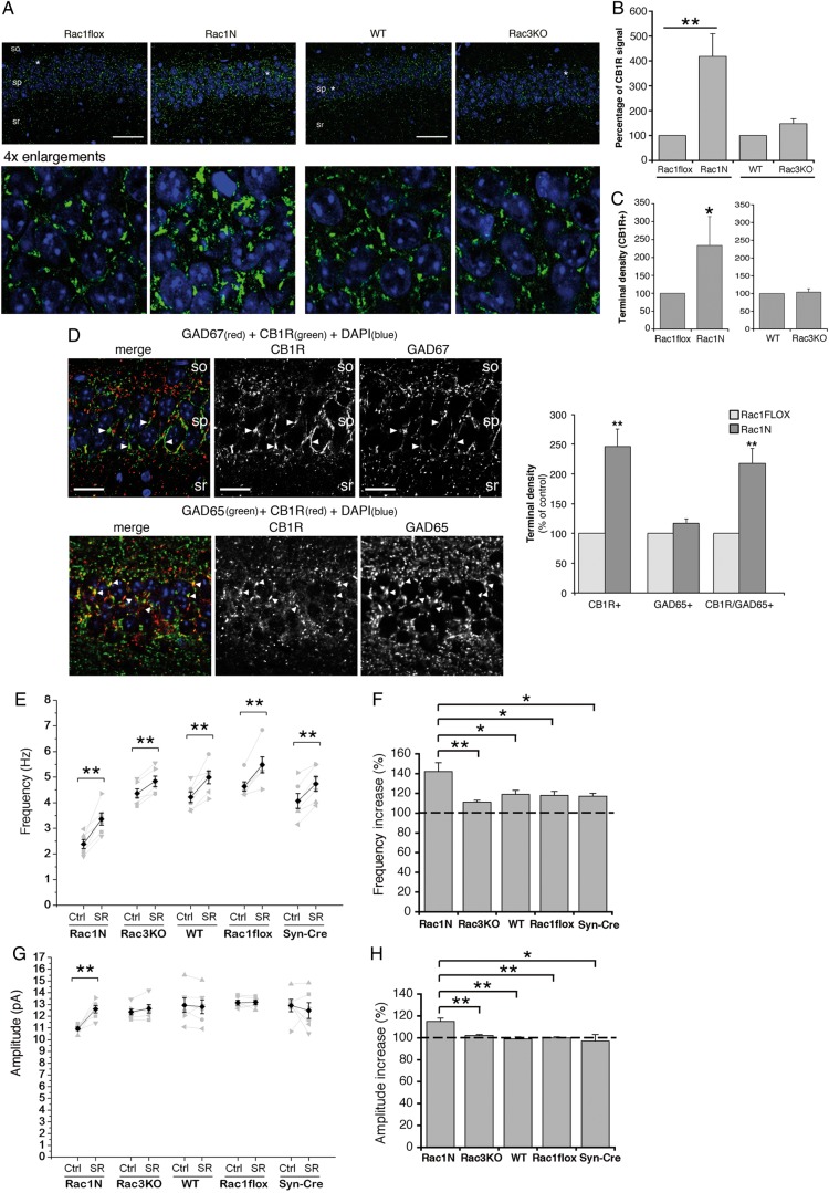 The increased density of CB1R-positive terminals may contribute to the reduced postsynaptic inhibitory currents observed in the CA1 pyramidal neurons of Rac1N mice. (A) Confocal images of the CA1 region from adult mice immunostained for CB1R. CB1R-immunoreactive axon terminals were mainly found around the soma of the pyramidal cells of control mice, and their density was increased in Rac1N mice. No differences were observed between WT and Rac3KO mice (so, stratum oriens; sp, stratum pyramidale; sr, stratum radiatum). Scale bars, 50 μm. Each image of the bottom row is a 4-fold enlargement of part of the pyramidal layer (asterisks) shown in the respective top row image. (B) Graph bars are normalized means ± SEM of the area of the pyramidal layer positive for CB1R (WT = 100%; n = 18 CA1 fields for Rac1N and Rac1flox littermates; n = 19 CA1 fields for Rac3KO and WT littermates; 3 mice/genotype). **P < 0.005. (C) Graph bars are normalized means ± SEM of the density of CB1R-positive terminals (number of dots/cell) in the pyramidal layer (n = 14–18 fields/genotype). * P < 0.05. (D) Upper panels: GAD67 (red) is poorly expressed by the CB1R-positive terminals (green) in the CA1 of Rac1N mice. Arrowheads point to CB1R-positive puncta with low/no signal for GAD67. Lower panels: several CB1R-positive terminals colocalized with GAD65 (arrowheads). Scale bars, 20 μm. Quantifications are shown in the graph on the right (n = 47–49 fields from 16 hippocampal sections/genotype). (E–H) Changes in the frequency (E,F) and amplitude (G,H) of sIPSCs recorded in mutant (Rac1N, Rac3KO) and control (WT, Rac1flox, Syn-Cre) CA1 pyramidal neurons before (Ctrl) and after (SR) incubation with the CB1R antagonist SR141716A (n = 6 cells per genotype). (E,G) Each gray line represents the measurements from a single neuron; black lines are mean values. (F,H) Graph bars show the changes in frequency (F) and amplitude (H) of sIPSCs expressed as percentages of controls. *P < 0.05; **P < 0.01.