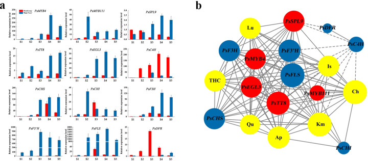 Expression analysis of selected transcription factor (TF) genes and structural genes at five blooming stages in the petals of “High Noon” and “Roufurong”.a Expression patterns of selected genes at five blooming stages in the petals of “High Noon” and “Roufurong”. b An interaction network between selected genes and flavonoids. Red represents TF genes, blue represents structural genes, and yellow represents flavonoids. The solid line represents a positive correlation and the dashed line represents a negative correlation. A larger circle and more nodes represent a stronger correlation
