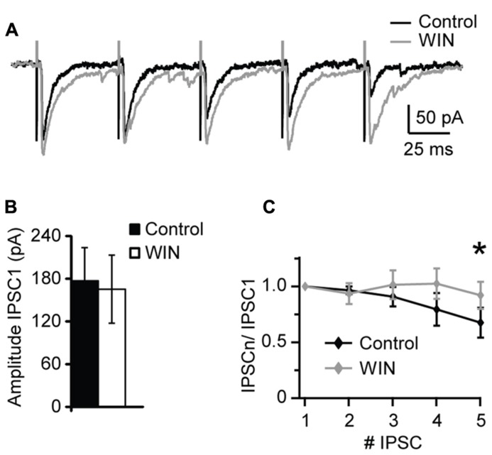 WIN 55,212-2 modulates short-term dynamics of evoked IPSCs. (A) Sample traces of evoked IPSP recorded before (Control; black) and in the presence of WIN 55,212-2 (WIN, 1 μM, gray). (B) Average data of IPSC1 amplitude before and after WIN 55,212-2 application. Black bar: control; white bar: WIN. (C) Average plot of short-term changes in IPSP amplitude in response to five stimuli at 20 Hz. Data are presented as ratio of the first IPSP in the train. Black: control; gray: WIN. Data are presented as mean ± SEM. Statistical significance is indicated by * for P < 0.05.