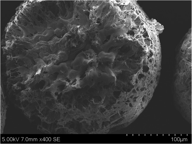 Fractured shellac cannabispheres reveals highly porous internal structure in combination with inner core collapse which directly translated in the reduction of mean particle diameters in the case of shellac cannabispheres