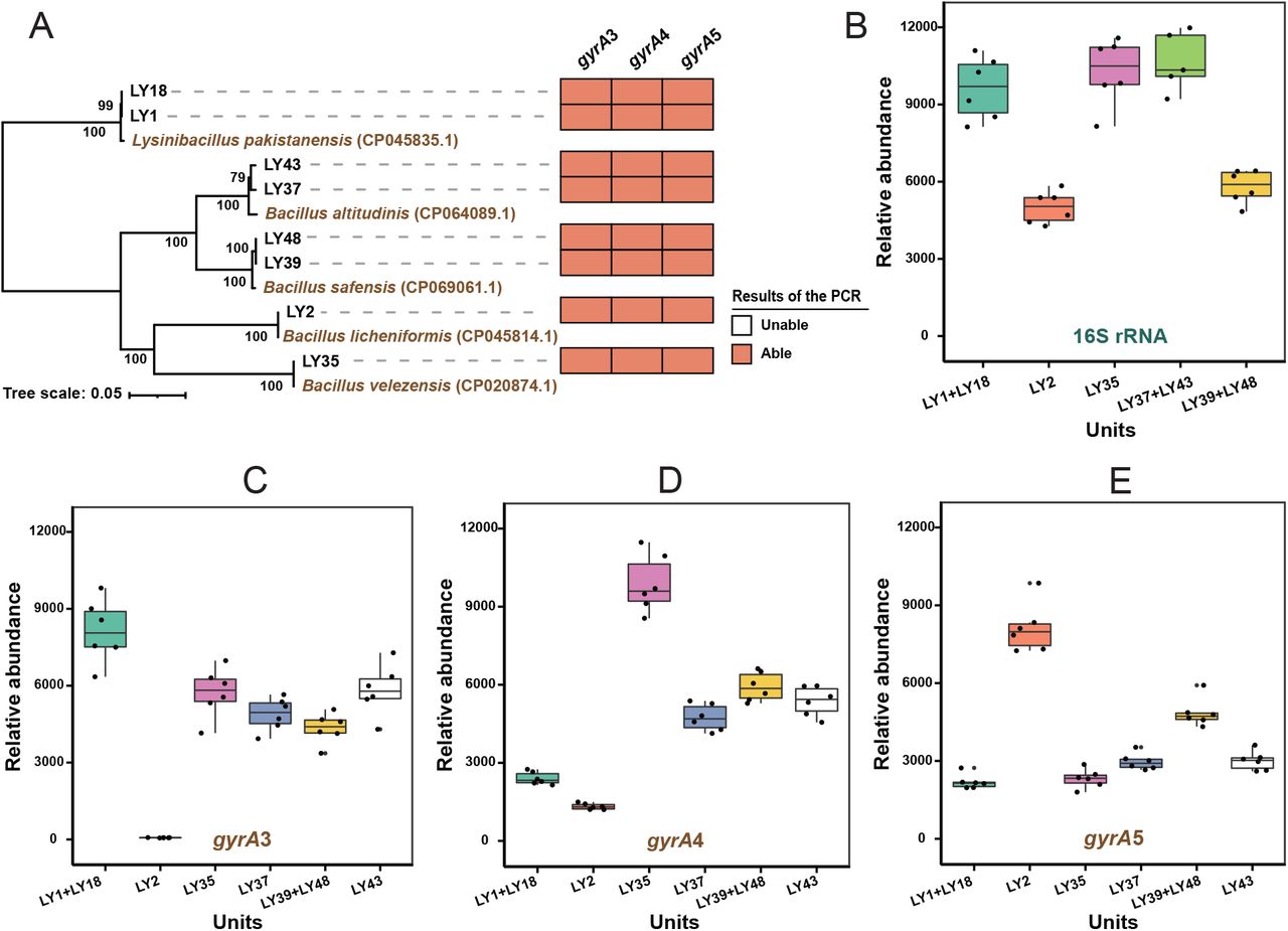 The results of amplicon sequencing for the mock community including eight Bacillus strains. (A) PCR amplification of eight Bacillus strains by gyrA gene primer pairs. The orange square indicates positive and white square unsuccessful amplification. The amplicon sequencing results of 16S rRNA gene (B) and gyrA gene using primer pairs gyrA3 (C), gyrA4 (D), and gyrA5 (E) for the mock community. The relative abundance represented by reads numbers for each unit as indicated on X axis. The phylogenetic tree was contracted based on the complete gyrA genes (2469bp) (Dataset S3) by using Neighbor-Joining method in MEGA 5.05 software. The reliability of clades was tested by the 1000 bootstrap replications. The box plots were drawn by ggplot2 R package (v.3.2.1).