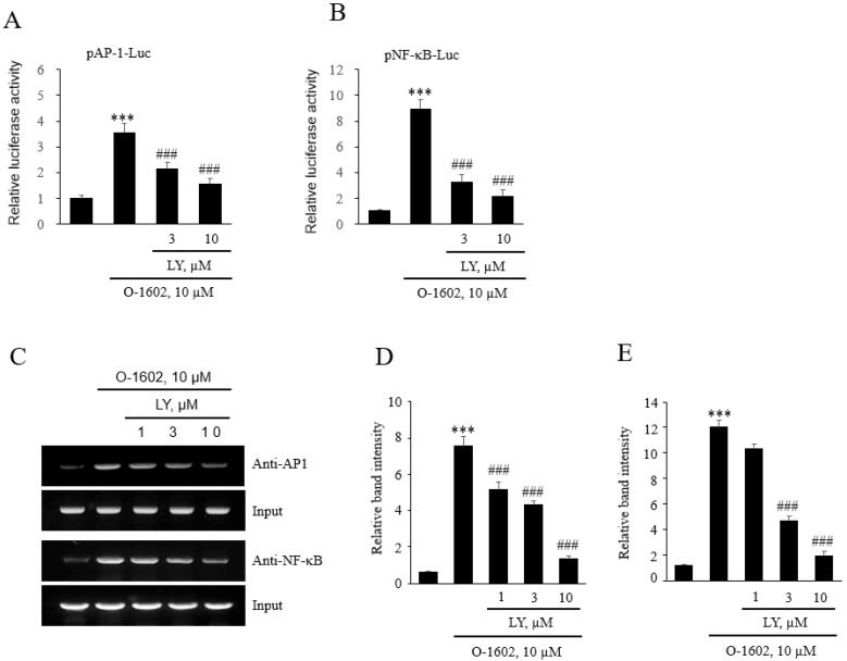 Effects of LY294002 on O-1602-induced expression of AP-1 and NF-κB in THP-1 cells. THP-1 cells were pretreated with the indicated concentrations of LY294002 for 1 h, and then treated with 10 μM O-1602 for 24 h. Mac-1 mRNA, promoter activity, and protein expression were analyzed by reporter gene assay and chromatin immunoprecipitation (ChIP) assay. The AP-1 (A) and NF-B (B) luciferase activities are represented as the mean ± SEM from five to six independent experiments. (C–E) Binding of AP-1 and NF-κB to the Mac-1 promoter was detected by ChIP assay. Representative images (C) and quantitative histograms of the ChIP assay (D for AP-1 and E for NF-κB). The results are presented as the mean ± SEM of three independent experiments. Statistical significance: *** p < 0.001 vs. untreated control cells, ### p < 0.001 vs. O-1602-treated cells.