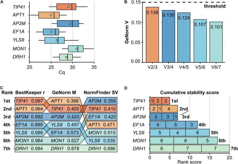 Determination of the optimal set of reference genes during a pilot study. The expression stability of seven candidate genes (TIP41, APT1, AP2M, EF1A, YLS8, MON1, and DRH1) was assessed during an independent pilot study. Samples harvest, total RNA extraction and RT-qPCR assays were performed similarly to the defense genes expression study, with 20 biological replicates and 3 technical replicates. (A) Cq values distribution per gene are presented on boxplots with the interquartile range as a box, the lowest and highest values as whiskers, the median as an inner line and the mean as a dot. (B) The determination of the optimal number of reference genes is based on GeNorm pairwise variation values (Vn/n + 1). As V2/3 (highlighted in orange) dropped below the commonly used 0.15 threshold (dashed line), two reference genes should suffice. (C) Expression stability values from BestKeeper (r), GeNorm (M) and NormFinder (SV) are presented for each gene, ranked from the most stable gene (1st, top) to the least stable (7th, bottom). Lower GeNorm and NormFinder values and higher BestKeeper value indicate more stable expression. (D) The final determination of the most stable reference genes is based on their low cumulative stability score, which is the sum of their ranks obtained from the three methods used (rank values inside bars, from left to right: BestKeeper, GeNorm, and NormFinder). The optimal set of reference genes (a pair formed by TIP41 and APT1) is highlighted in orange across all panels.