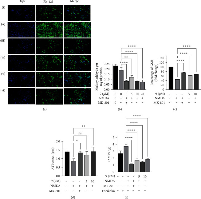 (a) Mitochondrial membrane potential was assessed via live cell imaging. (b) Effect of the molecule (9) on lipid peroxidation in NMDA-induced toxicity. (c) Effect of the molecule (9) on GSH release in NMDA-induced toxicity. (d) Effect of the molecule (9) on intracellular ATP in NMDA-induced toxicity. (e) Effect of the molecule (9) on cyclic AMP release in NMDA-induced toxicity. Data represent an average of three independent experiments. Statistical significance was determined using one-way ANOVA analysis followed by Dunnett's post hoc test with ∗p < 0.05, ∗∗p < 0.01, ∗∗∗p < 0.001, ∗∗∗∗p < 0.0001, ns = nonsignificant.