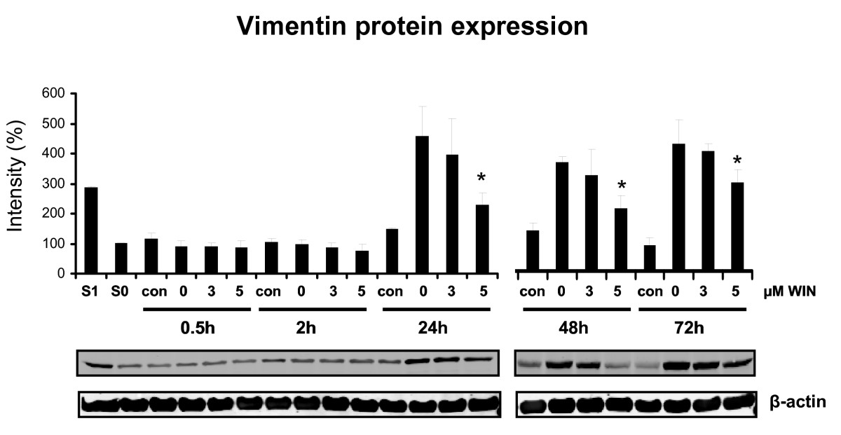 Immunoblot analysis of vimentin protein expression in PMA-induced U937 cells co-incubated with WIN55212-2. Differentiation of U937 cells was induced by 25 nM PMA with or without co-incubation with WIN55212-2. The experimental groups were: 1.) Vehicle control = treatment with 0.1% DMSO only (con), 2.) Differentiation control = treatment with 25 nM PMA (0), 3.) Experimental groups were treated additionally with 3 μM (3) or 5 μM (5) WIN55212-2, respectively. Vimentin protein expression was analysed by immunoblotting and quantified by Odyssey infrared imaging system (Li-Cor Biosciences) and shown as mean +/- SEM, n = 3. Relative intensities were normalized to a non-induced control (S0) and a PMA-induced control (S1) which served as internal control for quantification if different blot membranes have been used. *p < 0.05. One representative blot and one representative beta-actin control out of 3 is shown.