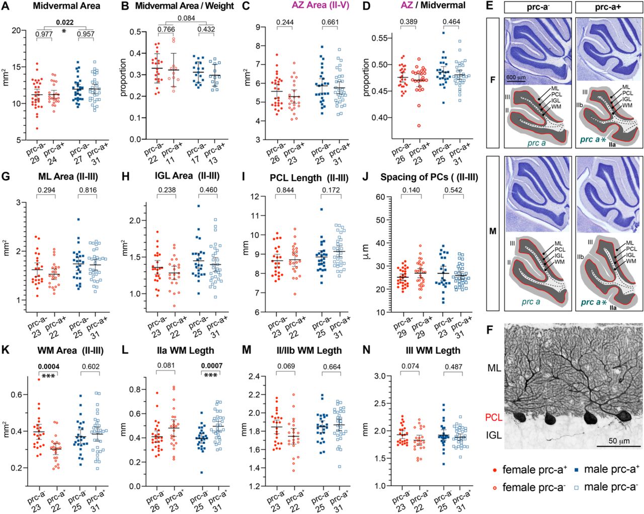 Foliation pattern affects white matter morphology but is independent of vermal size.(A) Total midvermal areas range from about 5 mm2 to over 15 mm2 in two- month-old CD1 mice of both sexes. For either sex, there are no differences in total midvermal size between animals expressing the secondary fissure prc-a (prc-a+) and those that do not express prc-a (prca-). The average size of midvermal area is about 1 mm2 larger in males (P=0.02), but the difference between sexes in total midvermal area sizes is no longer apparent when (B) midvermal area is normalized to animal weight. (C) Anterior zone area and (D) ratio of anterior zone out of total midvermal area do not differ between prc-a+ and prc-a- animals. (E) Representative midsagittal sections showing lobules II-III in the anterior zone (AZ) of cerebellar vermis. Diagrams highlight cerebellar layers: molecular layer (ML), Purkinje cell layer (PCL), inner granule cell layer (IGL), and white matter (WM). Punctate lines trace the course through the middle of WM tracts to the folia apexes that was used to measure the lengths of WM tracts. In prc-a- animals, where no distinct lobe IIa is present, the length of IIa WM tracts was estimated by tracing to the apex of the WM that bulges out in the corresponding place. Folia are designated by Roman numerals, sites of the secondary fissure prc-a by green lettered abbreviations, and asterisks indicate when the fissure is present. (F) Zoomed-in view of PCL on the ventral side of lobe II. Calb immunolabeling was used to visualize PCs for quantification of PC density per PCL length. (G-J) From midsagittal sections lobes II-III, quantification of areas of cerebellar molecular (ML) and inner granule cell (IGL) layers, lengths of Purkinje cell layer (PCL) and spacing of Purkinje cells (quantified from ventral side of lobe II) show no differences between sexes. (K-N) Quantification of areas and lengths of WM fascicles projecting into individual folia in lobules II-III. Abbreviations: AZ = anterior zone, IGL = inner granule cell layer, ML = molecular layer, PCL = Purkinje cell layer, WM = white matter, prc-a = anterior precentral fissure.