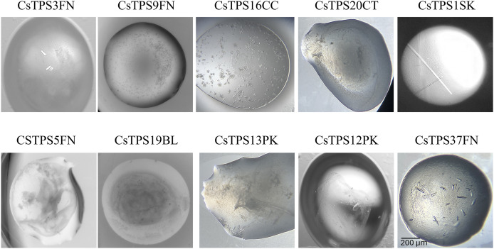 Images of the best crystallisation conditions for recombinant terpene synthases from Cannabis sativa (CsTPS).The recombinant terpene synthases were purified from E. coli and crystals were produced using the in-house targeted terpene synthase screen.