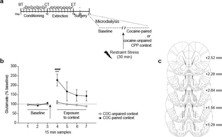 Restraint stress caused an enhancement of extracellular glutamate in NAcore that depended on the CPP context. (a) Timeline of CPP procedure. After confirming extinction of the cocaine-CPP behavior (data not shown, no differences in preferences scores between groups, Student’s t test, cocaine-paired vs unpaired context: t = 1.08, p = 0.297), animals were submitted to probe implantation the day before collecting samples. In vivo microdialysis was performed to sample (every 15 min) extracellular glutamate in NAcore both before (baseline, in home cage) and after transfer of animals to either compartment of the CPP apparatus. After 120 min of collecting basal samples inside the home cage, animals were submitted to restraint stress for 30 min and then re-exposure to the previous cocaine-paired or -unpaired context. Glutamate was quantified using EZChrom Elite software, version 4.0 (http://www.agilent.com). (b) A significant increase of glutamate in NAcore was observed when animals were re-exposed to the cocaine-paired, but not the cocaine-unpaired context, after being exposed to restraint stress (***p < 0.001 compared with cocaine-unpaired context group at the same time point; ####p < 0.0001 compared with the last baseline sample, Bonferroni’s multiple comparisons post-hoc test). Values represent percentage of increase in glutamate release from baseline (mean ± s.e.m.) for each 15 min sample, n = 7–8 for each group. Arrow indicates the restraint stress exposure. (c) Unilateral locations of microdialysis membranes (solid lines) in NAcore for subjects that were included in the present analysis. Numbers to the right indicate millimeters from the Bregma.
