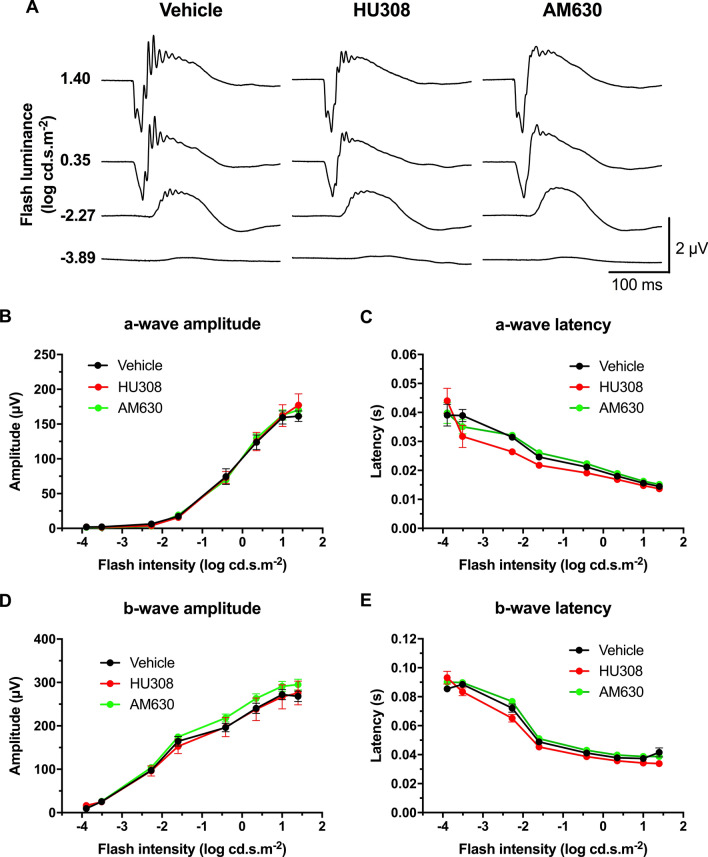 Systemic CB2R modulation does not affect retinal function in scotopic conditions. Adult mice received daily i.p. injections of the CB2R agonist HU308 (10 mg/kg), inverse agonist AM630 (2.5 mg/kg), or vehicle for 4 days, after which their retinal function was tested. (A) Mean scotopic ERG traces with the different treatments. The luminance-response function of each animal was established by presenting progressively brighter flashes (bottom to top). Amplitude, time to peak of scotopic ERG a- (B,C) and b-waves (D,E) respectively, plotted as a function of flash luminance. Vehicle, n = 5; HU308, n = 6; AM630, n = 6. Statistical analysis was performed by two-way ANOVA. The values are mean ± SEM from all animals in each group.