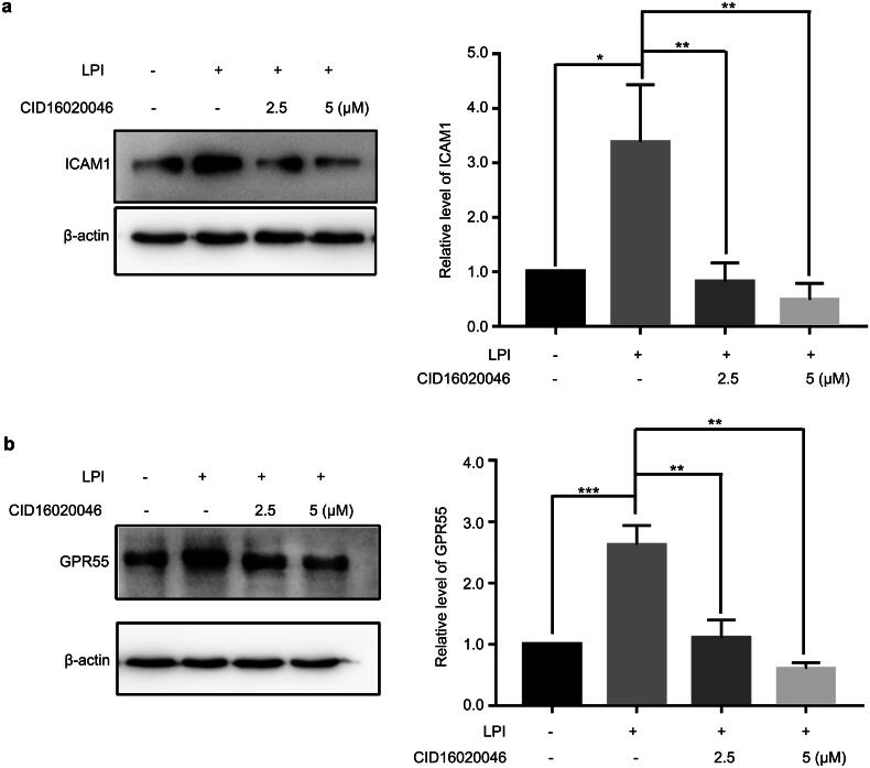 Blocking the function of GPR55, LPI no longer increased ICAM1. (a, b) HAECs were treated with different concentrations of CID16020046 (2.5 and 5 μM) for 24 h and then treated with LPI (10 μM) for 18 h. Western blot analysed ICAM1 and GPR55 protein levels. Data are represented as mean ± SD (*p < .05, **p < .01 and ***p < .001, n = 3).