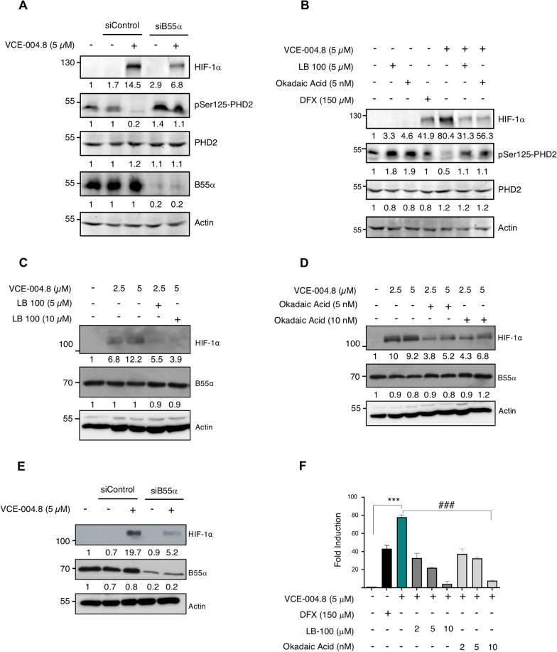 VCE-004.8 activates HIF-1α through a PP2A/B55α pathway. A HEK-293T cells were transfected with B55α or scrambled (siControl) siRNAs, after 2 days in culture treated with VCE-004.8 5 μM for 6 h, and protein expression was analyzed by immunoblotting. B HEK-293T cells were preincubated with the indicated concentrations of either LB-100 or OA for 30 min and then stimulated for 6 h with VCE-004.8. The protein expression was detected by western blot. C, D HMEC-1 cells were preincubated with the indicated concentrations of either LB-100 (C) or OA (D) and stimulated for 3 h with VCE-004.8. The expression of HIF-1α and B55α was detected by western blot. E HMEC-1 cells were transfected with B55α or scrambled (siControl) siRNAs, after 2 days in culture treated with VCE-004.8 5 μM for 3 h, and B55α and HIF-1α protein expression was analyzed by immunoblotting. In all the cases a representative western blot of three independent experiments is shown F NIH3T3-EPO-luc were stimulated with the indicated concentrations of VCE-004.8, LB-100 and OA for 7 h, DFX was used as a positive control for HRE/EPO-luc transactivation, and luciferase activity measured in the cell lysates. Data represent the mean ± SD (n = 3) and significance was determined by Unpaired t test. ***p < 0.0001 VCE-004.8 vs Negative control; ###p < 0.001 VCE-004.8 + LB-100 vs VCE-004.8 treated cells; ###p < 0.0001 VCE-004.8 + OA vs VCE-004.8 treated cells