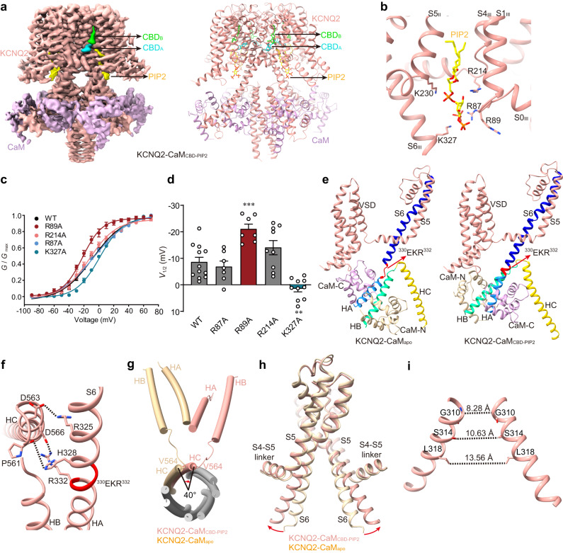 The PIP2- and CBD-bound KCNQ2-CaM structure (KCNQ2-CaMCBD-PIP2).a The 3D reconstruction and the cartoon model of KCNQ2-CaMCBD-PIP2. b The binding site of PIP2 in KCNQ2. Side chains of residues in KCNQ2 involved in the interactions with PIP2 are shown as sticks. c Voltage-dependent activation curves of WT KCNQ2 and mutants. Data are presented as mean ± SEM. n values are indicated in (d). d V1/2 values of WT KCNQ2 and mutants. Data are presented as mean ± SEM. One-way ANOVA with Dunnett’s multiple comparisons test was applied. p and n values compared to WT (n = 12) are p = 0.9379 and n = 7 for R87A, ***p = 0.0003 and n = 7 for R89A, p = 0.1484 and n = 9 for R214A, and **p = 0.0015 and n = 10 for R327A. n represents the number of experiments from individual cells. e Different structure arrangements of CTD and CaM in KCNQ2-CaMapo and KCNQ2-CaMCBD-PIP2. S6, S6-HA linker, HA, HB, and HC helices of KCNQ2 are colored in blue, red, cornflower-blue, green, and yellow, respectively. The N-lobe and C-lobe of CaM are shown in wheat and pink, respectively. f Interactions between S6 and HB-HC linker. The dashed lines indicate the salt bridge Arg332-Asp566 and the hydrogen bonds Arg325-Asp563 and His328-Pro561. g Structural comparison of the HA, HB, and HC helices in KCNQ2-CaMapo (wheat) and KCNQ2-CaMCBD-PIP2 (salmon) in the top view with TMD and HA/HB from the other three subunits omitted for clarity. The N-terminal residue Val564 of HC rotates by ∼40° from KCNQ2-CaMapo to KCNQ2-CaMCBD-PIP2. h Overlay of the pore domains of KCNQ2-CaMapo (wheat) and KCNQ2-CaMCBD-PIP2 (salmon) structures showing the conformational change in the ion-conducting pathway. The S6 helix bends outward upon PIP2 binding at the point of PAG segment. i The open activation gate of KCNQ2-CaMCBD-PIP2. The dashed lines show diagonal atom-to-atom distance (in Å) at the constriction-lining residues Gly310, Ser314, and Leu318. For (c, d), source data are included in the Source Data file.