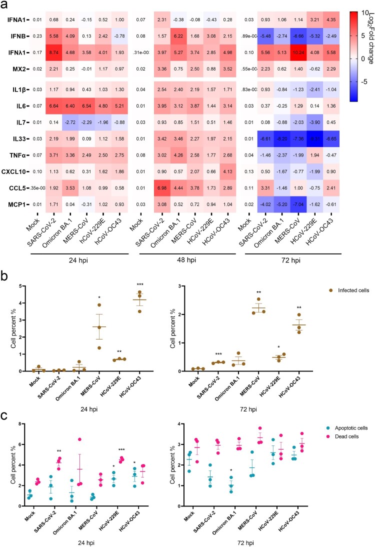 Host responses to HCoV infection in hLOs. (a) Induction of antiviral and inflammatory responses by infection of five HCoVs (MOI = 0.1). Organoid cell samples were harvested at 24, 48 and 72 hpi (n = 3). Gene expression was quantified by qRT-PCR. (b) Proportion of infected cells in hLOs after viral infection (MOI = 1). (c) Cell death and apoptosis rates induced by virus infection (MOI = 1). Organoid samples were digested into single cells, stained with apoptosis and death probe, fixed, and labelled with virus NP antibodies for flow cytometry analysis (n = 3). Data are the mean ± SEM. Statistical significance is analysed by Student’s t-test (*p < 0.05; **p < 0.01; ***p < 0.001).