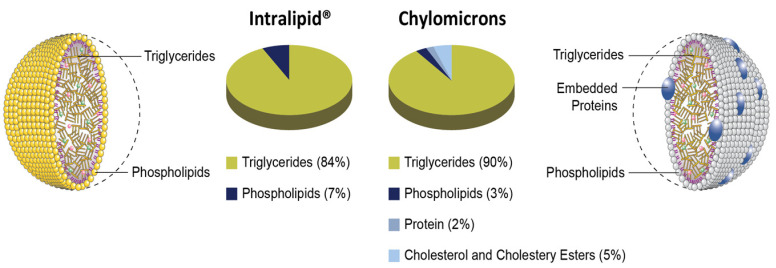 Schematic representation of natural chylomicrons (right) and the artificial counterpart (left) demonstrating their resemblance. The schematic representation of the chylomicron on the (right) is available under a cc license at http://cnx.org/content/col11496/1.6 (accessed on 17 September 2023). Intralipid® representation on the (left) was created based on the existing data regarding the structure of Intralipid [25].