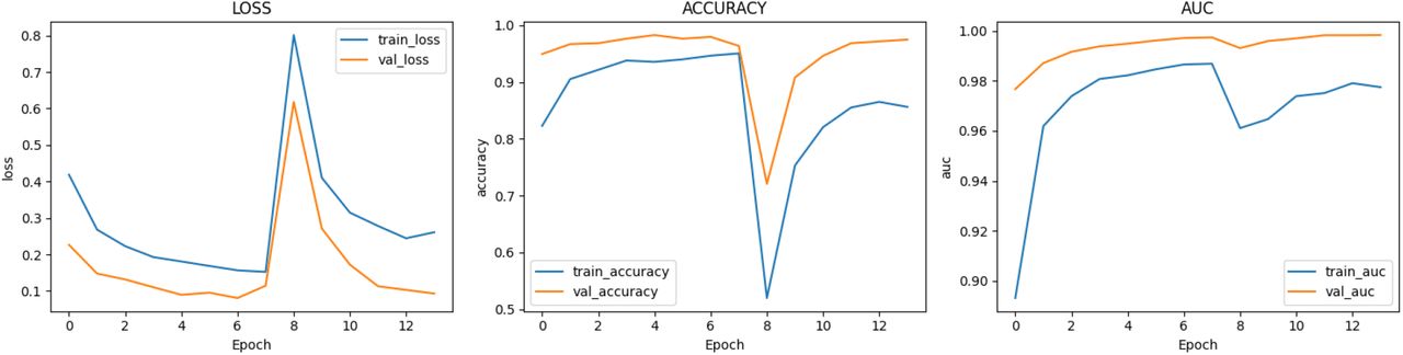 The training and validation performance of the model across epochs, including loss, accuracy, and area under the receiver operating characteristic curve (AUC). The loss curves show a general decrease in both training and validation loss during early epochs, indicating effective learning and convergence, with a temporary increase during the fine-tuning stage when additional layers were unfrozen. Accuracy curves improved rapidly and stabilized at high values, indicating good classification performance and limited overfitting. The AUC curves remained consistently high for both training and validation datasets, demonstrating strong discriminative performance and good model generalization.