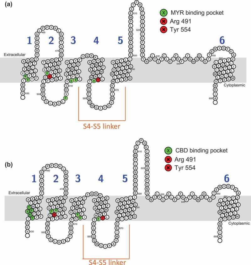 Residues implicated in Myrcene and Cannabidiol binding to TRPV1 via molecular modeling. Topology of rTRPV1 with residues implicated in Myrcene (a) and Cannabidiol (b) binding highlighted. Table II. Overview of residues implicated in Myrcene and Cannabidiol binding to TRPV1 using molecular docking relative to prior functional and mutagenesis studies. Non-bonded contacts are coded orange.