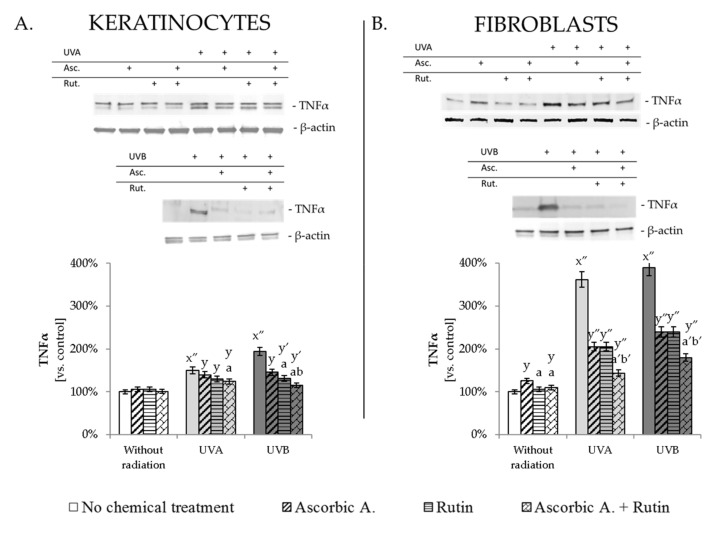 The changes in pro-inflammatory factor TNFα in keratinocytes (A) and fibroblasts (B) exposed to UVA (30 J/cm2 and 20 J/cm2, respectively) and UVB irradiation (60 mJ/cm2 and 200 mJ/cm2, respectively) and treated with ascorbic acid (Asc., 100 µM) and rutin (Rut., 25 µM). Mean values ± SD of three independent experiments are presented. x significant differences vs. non-treated group, respectively (0.005, x″ for p < 0.0005); y significant differences vs. group without chemical treatment, respectively (y for p < 0.05; y′ for p < 0.005, y″ for p < 0.0005); a significant differences vs. ascorbic acid-treated group, respectively (a for p < 0.05; a′ for p < 0.005); b significant differences vs. rutin-treated group, respectively (b for p < 0.05; b′ for p < 0.005); + indicates the cells treatment in each case.