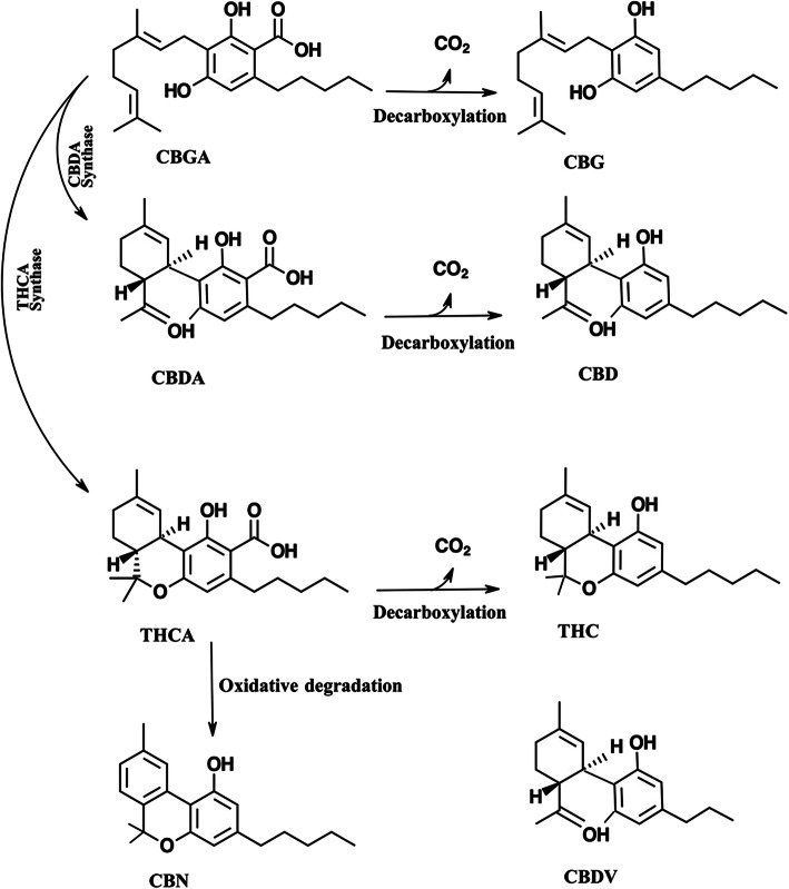 The most common cannabinoids and their conversion pathway by decarboxylation because of heat or aging. CBGA can convert to CBDA and THCA by CBDA synthase and THCA synthase, respectively. CBGA: cannabigerolic acid, CBG: cannabigerol, CBDA: cannabidiolic acid, CBD: cannabidiol, THCA: tetrahydrocannabinolic acid, THC: tetrahyrocannabinol, CBN: cannabinol (Fathordoobady et al. 2019)