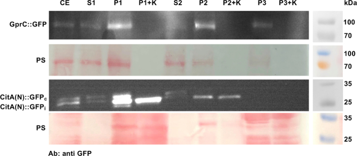 GprC resides in mitochondria and the cytoplasmic membrane.The GprC-GFP and CitA(N)-GFP expressing strains were cultivated overnight in PDB medium and harvested for cellular fractionation. Crude extract (CE), supernatants (S1 & 2), pellets (P1, 2 & 3) and the proteinase K digested pellets (P1 + K, P2 + K and P3 + K) were analyzed in a Western blot using an anti-GFP antibody. GprC-GFP is about 90 kDa. CitA(N)-GFP appeared as cytoplasmic fusion protein (around 33.2 kDa) and a shorter imported version (around 30.2 kDa) in the mitochondria which remained after protease K digestion, plus a smaller degradation product. Both membranes were stained with Ponceau S (PS) before the Western blot. Blots are representative of three independent repeats.