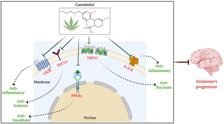 Potential biomarkers for CBD therapy of AD. Several potential biological targets of CBD involved in treating AD have been proposed, including CB2, 5-HT1A, TRPV1, PPARγ, and Adenosine receptors. These proposals based on the properties of each potential receptor target of CBD and well-established mechanism studies of CBD-mediated therapeutic functions.