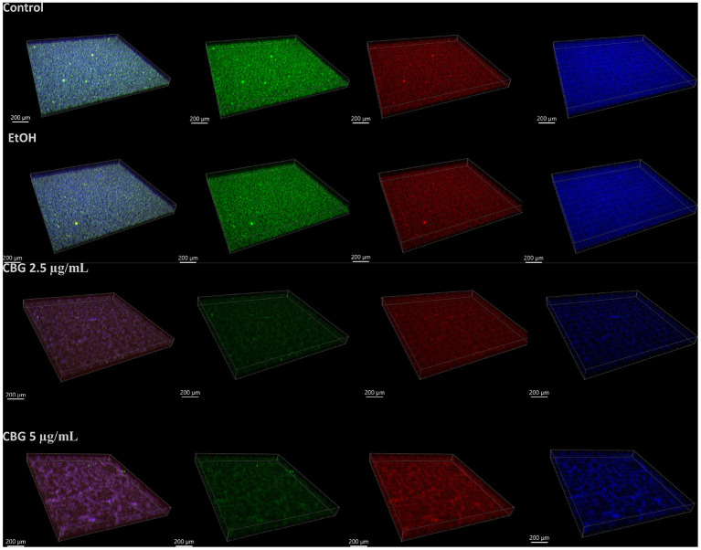 Spinning disk confocal laser scanning microscopy (SD-CLSM) images of SYTO 9 (green)/propidium iodide (PI, red)/AlexaFluor647-conjugated Dextran solution (blue). 3-D reconstruction of S. mutans biofilm samples—control and after treatment with EtOH (first and second rows) or CBG (third and fourth rows) for 24 h, as recorded by SD-CLSM and rendered using Imaris software. The four columns shown, left-to-right represent combined, SYTO-9, PI, AlexaFluor647 signals, respectively. A representative sample of each treatment is shown.