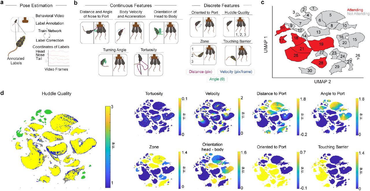 Distinct clusters are discovered through UMAP and DBSCANa, Mice poses were estimated using SLEAP. b, The SLEAP model was iteratively trained using discrete features that were extracted as behavioral features. Tortuosity describes the path that the animal takes over 1s. Orientation to port is either classified as 0 or 1, depending on angle to port. Huddle Quality is classified as the number of mice at the port at any time (1, 2, 3). Zone is classified as the zone that the excluded mouse is in (1, 2, 3). Touching Barrier is classified as 0 or 1, depending on the distance to the barrier. Colors indicate different metrics, including distance in pixels, velocity, and angle. c, DBSCAN clusters on the UMAP. Each cluster is labeled, and colors indicate whether that cluster was manually selected to be an “Attending” cluster or an “Not Attending” cluster. d, Features were mapped onto UMAP to identify how clusters were influenced by each behavioral feature.