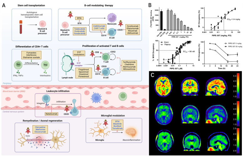 Interplay between imaging and disease modifying therapies (DMTs) in multiple sclerosis (MS). A. Mechanistic landscape of current and emerging (in blue colour) DMTs in MS. Primary sites of action of established and emerging DMTs (highlighted in blue) are shown across the MS disease continuum, spanning peripheral immune modulation, leukocyte trafficking and central nervous system (CNS) infiltration, microglial modulation, and remyelination therapy. B cell-depleting therapies include approved anti-CD20 monoclonal antibodies such as ocrelizumab, ofatumumab, rituximab, and ublituximab, as well as investigational anti-CD19 approaches (inebilizumab and CD19 chimeric antigen receptor T (CAR-T) cells). Bruton's tyrosine kinase (BTK) inhibitors such as tolebrutinib, evobrutinib, and fenebrutinib modulate signaling in B cells and myeloid lineage cells and are currently in late-stage development. T cell-modulating agents, including interferon-β (IFN-β), glatiramer acetate, fumarates (e.g. dimethyl fumarate), and teriflunomide, act by modulating the balance of pro- and anti-inflammatory T cell subsets, limiting T cell activation, and reducing the proliferation of lymphocytes. Sphingosine-1-phosphate (S1P) receptor modulators - including fingolimod, siponimod, ozanimod and ponesimod - block lymphocyte egress from secondary lymphoid tissues, thereby limiting CNS infiltration, while natalizumab prevents immune cell entry by inhibiting α4β1 integrin-mediated adhesion at the blood-brain barrier (BBB). DMTs such as cladribine, alemtuzumab, and mitoxantrone exert broader cytotoxic effects on proliferating immune cells. Within the CNS, masitinib and ibudilast inhibit the activation of microglia and mast cells, while temelimab, a monoclonal antibody targeting the envelope protein of the human endogenous retrovirus-W (HERV-W ENV), reduces innate immune activation and hold potential to preserve myelin integrity. Clemastine fumarate, a muscarinic receptor antagonist, enhances remyelination by promoting differentiation of oligodendrocyte precursor cells (OPCs), while metformin restores the regenerative capacity of aged OPCs. Elezanumab, an anti-repulsive guidance molecule-a (anti-RGMa) antibody, facilitates axonal regeneration and remyelination, and BTK inhibitors may additionally modulate CNS-resident microglia and macrophages. Pathways that can be probed with molecular imaging are denoted by a red star. Collectively, the therapeutic landscape of MS is rapidly evolving toward CNS-penetrant, pathway-specific agents that not only suppress peripheral inflammation but also directly modulate CNS disease processes and promote tissue repair. B. Receptor occupancy of PIPE-307. PIPE-307 displays dose-dependent M1 receptor occupancy in mouse brain following oral administration, with an ED₅₀ of 0.4 mg/kg. Total and nonspecific binding were determined using 3H-PIPE-307 in forebrain and cerebellum, respectively. Time course studies indicate that 30 mg/kg achieves rapid, full occupancy with ~50% occupancy persisting at 16 h, while 3 mg/kg maintains ~50% occupancy for approximately 10 h. This study exemplifies how tritiated radioligands can be used to quantify ex vivo target engagement and inform dose selection during early drug development. Figure. 4B was reprinted with permission from National Academy of Sciences, Poon et al. copyright (2024) doi: 10.1073/pnas.2407974121. C. Brain distribution of TSPO ligand 18F-DPA-714. Following intravenous administration of 304 MBq 18F-DPA-714, brain radioactivity was visualized at early (0-10 min) and late (30-90 min) post-injection time points. Parametric distribution volume ratio (DVR) maps were generated using the cerebellum as a reference region. This study illustrates the use of PET imaging to quantify TSPO expression as a surrogate for microglial activation in humans. Red star highlights imaging targets leveraged in MS drug development. Figure. 4B was reprinted with permission from Elsevier, Arlicot et al. copyright (2012) doi: 10.1016/j.nucmedbio.2011.10.012.