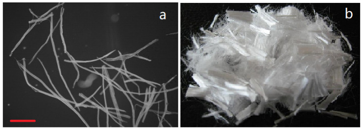 The Fibers used for composites in this experiment. (a) Hemp hurd/wood mixture fibers (Bar: 200 μm); (b) PP fibers.