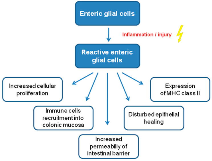 Summary of the properties of reactive enteric glial cells. Abbreviations: MHC, major histocompatibility complex.