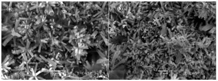 Surface view of SEM images of ZnO nanorods: (a) topside view; (b) bottom side view.