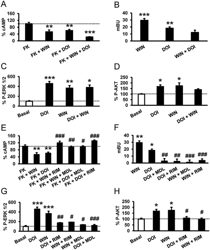 A profile of CB1R-5-HT2AR heteromer signaling.In (A and E), cAMP production was determined in HEK-293Tcells expressing CB1R and 5-HT2AR after stimulation with 100 nM DOI, 100 nM WIN 55,212–2 (WIN), or both in the absence or in the presence of 0.5 μM forskolin. In (E), cells were first preincubated either with the CB1R antagonist rimonabant (1 μM, RIM) or the 5-HT2AR antagonist MDL 100,907 (300 nM) for 20 min prior to being stimulated. Values (cAMP produced in each condition minus basal stimulation in the absence of forskolin or agonists) represent mean ± SEM of n = 3–4 and are expressed as the percentage of the forskolin-treated cells in each condition (120–150 pmols cAMP/106 cells). One-way ANOVA followed by a Bonferroni post hoc tests showed a significant effect over the forskolin-alone effect in each condition (** p < 0.01, *** p <0.001) or of the antagonist plus agonist treatment over the agonist treatment (# p < 0.05, ## p < 0.01, ### p < 0.001). In (B and F), β arrestin II recruitment was measured by BRET experiments in cells transfected with 2 μg of CB1R cDNA, 0.2 μg of β-arrestin II-Rluc cDNA, and 1 μg of 5-H2AR-YFP cDNA. Cells were not preincubated with antagonist (B) or were preincubated (F) for 20 min with vehicle, rimonabant (1 μM, RIM), or MDL 100,907 (300 nM, MDL). Cells were not treated (BRET < 10) or were treated for 7 min with WIN 55,212–2 (100 nM, WIN) or DOI (100 nM) before BRET determination. Values represent mean ± SEM of n = 4–6. One-way ANOVA followed by a Bonferroni post hoc tests showed a significant effect over not-treated cells (* p < 0.05, ** p < 0.01, *** p <0.001) or of the antagonist plus agonist treatment over the agonist treatment (## p < 0.01, ### p < 0.001). In (C, D, G, and H), cells expressing CB1R and 5-HT2AR were not preincubated with antagonist (C and D) or were preincubated for 15 min with rimonabant (1 μM, RIM) or MDL 100,907 (300 nM, MDL) (G and H) and stimulated for 5 min with WIN 55,212–2 (100 nM,WIN) or DOI (100 nM). Quantification of phosphorylated ERK 1/2 (C and G) or Akt (D and H) was determined by western blot. Values, expressed as percentage of basal (nontreated cells), were mean ± SEM of n = 3–10. One-way ANOVA followed by a Bonferroni post hoc tests showed a significant effect over basal (* p < 0.05, ** p < 0.01, ** p < 0.001) or of the antagonist plus agonist treatment over the agonist treatment (# p < 0.05, ## p < 0.01, ### p < 0.001).