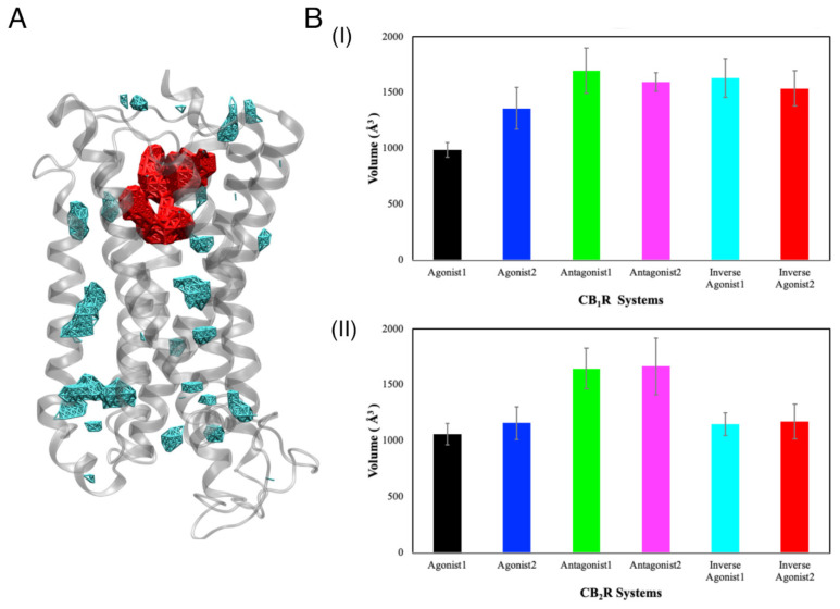 (A) A representation of the orthosteric binding cavity (red) and other cavities (cyan) in a CBR (gray). (B) The average volume of the orthosteric binding site cavity for different ligand-bound states of (BI) CB1R and (BII) CB2R, during 1 µs MD simulations.
