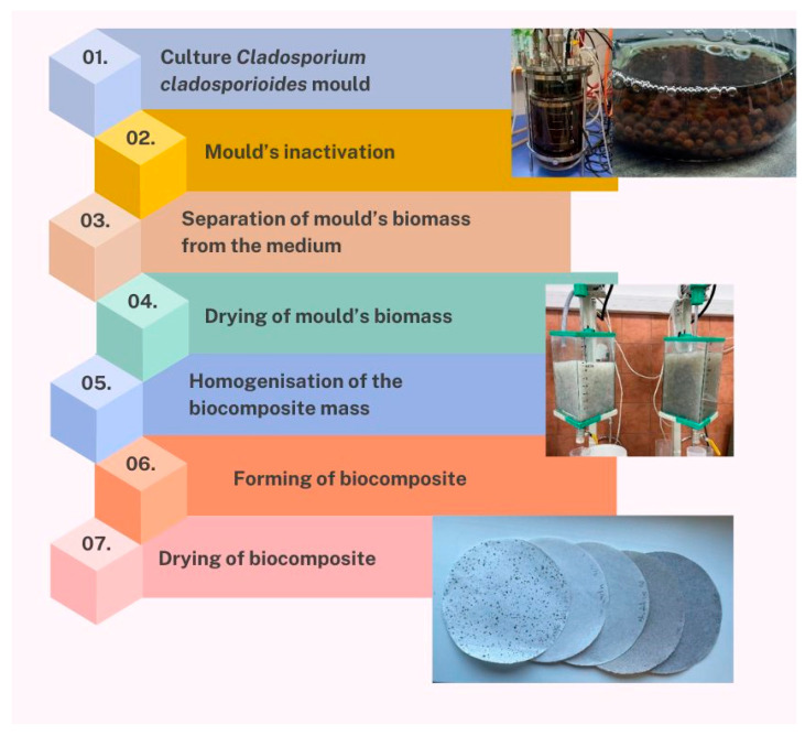 Technological steps in the production of biocomposites based on mycelial biomass and fibrous additives.