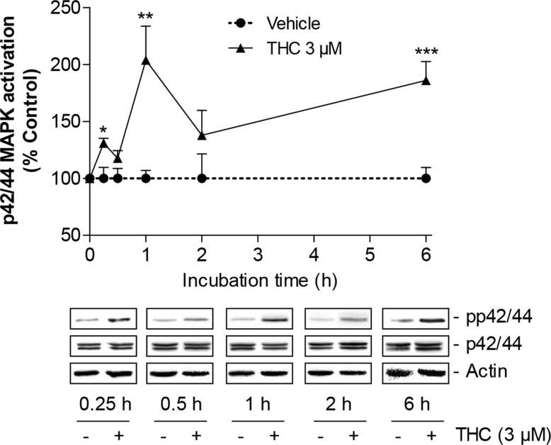 Time-course of p42/44 MAPK activation by THC in MSCsWestern blot analysis of p42/44 MAPK activation in MSCs treated with 3 μM THC or vehicle over a 6-h incubation period. The time-course graph above the representative blots indicates densitometric analysis of phospho-p42/44 normalized to p42/44 MAPK. Data are expressed as percentage of vehicle-treated controls (set as 100%) and represent means ± SEM of n = 3 incubations with cells from 1 donor with the exception of the 1- and 2-h values where data were calculated from n = 6 incubations with cells from 2 donors (3 incubations per donor). *P < 0.05, **P < 0.01, ***P < 0.001 vs. corresponding vehicle control, Student's t test.